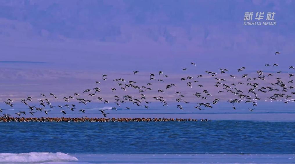 秀我中國(guó)｜青?？婶斂撕叭绠?huà)