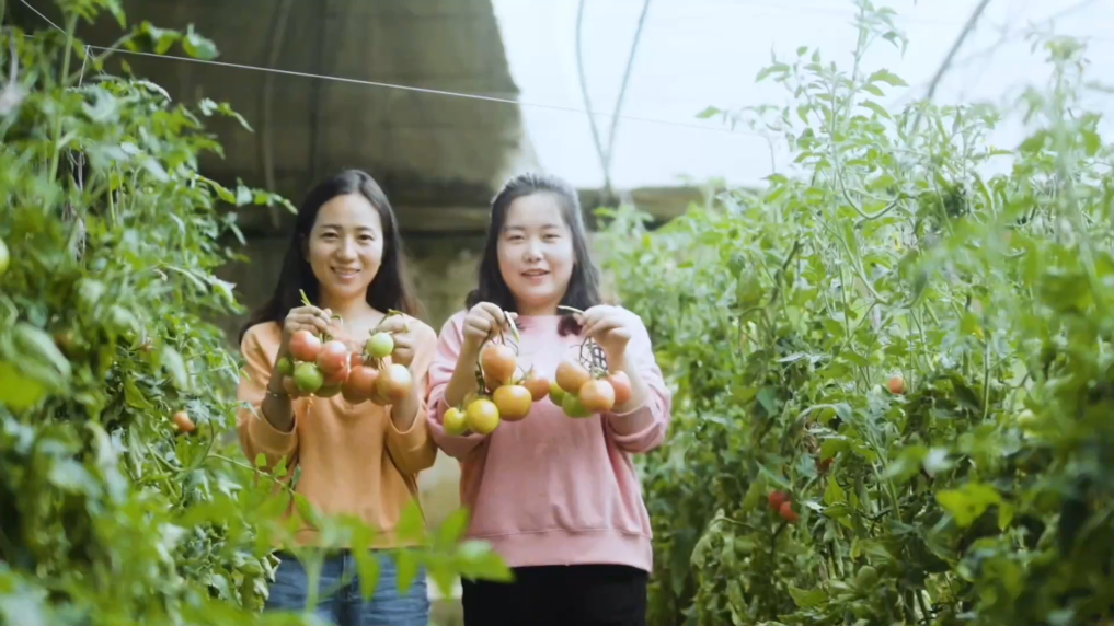 鄉(xiāng)村深鏡頭丨扎根大棚新農(nóng)人：讓冷涼地長(zhǎng)出“金果實(shí)”