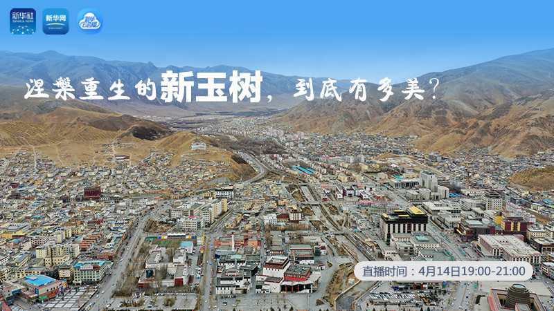 涅槃重生的新玉樹，到底有多美？