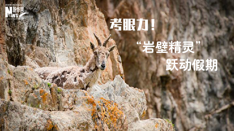 三江源慢直播丨考眼力！&ldquo;巖壁精靈&rdquo;躍動假期