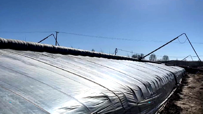 新鮮！青藏高原長(zhǎng)出&ldquo;熱帶水果&rdquo;