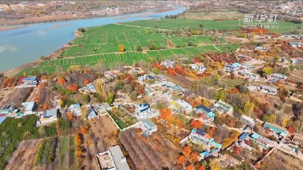 青?；。喝f畝冬小麥染綠黃河畔