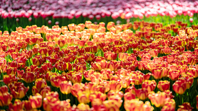 顏值爆表！青海西寧開啟&ldquo;花城&rdquo;模式